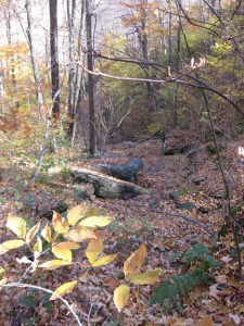 JustWoods